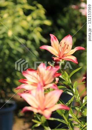 庭園に咲く百合の花 132153569