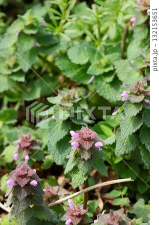 ヒメオドリコソウのクローズアップ タテ位置 ヒメオドリコソウのクローズアップ タテ位置 132153651