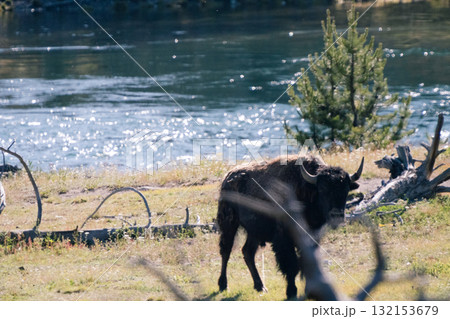 バイソンの情景16 132153679