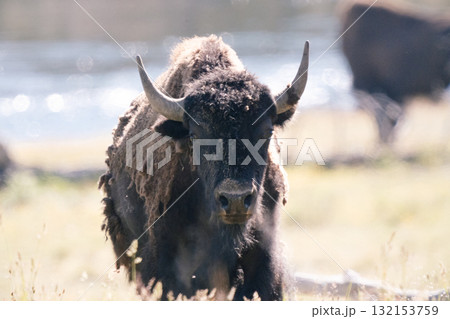 バイソンの情景24 バイソンの情景24 132153759
