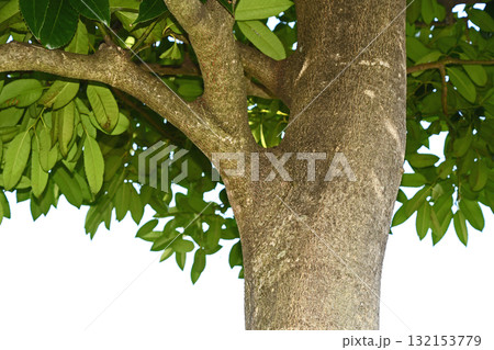 郵便局の木「タラヨウ」 郵便局の木「タラヨウ」 132153779