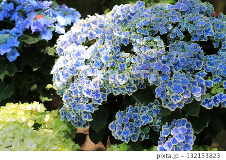 庭園咲く紫陽花 庭園咲く紫陽花 132153823