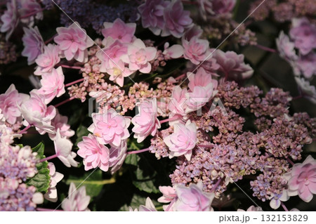 庭園咲く紫陽花 132153829