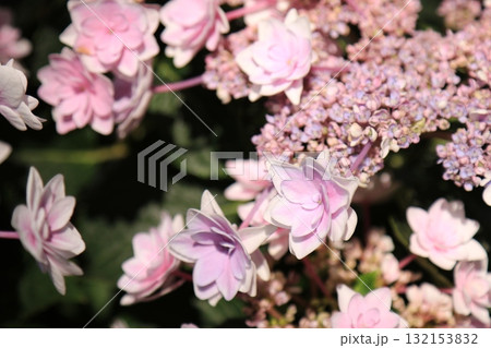 庭園咲く紫陽花 132153832