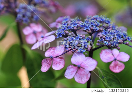 庭園咲く紫陽花 132153836