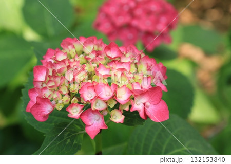 庭園咲く紫陽花 132153840