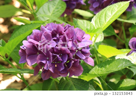 庭園咲く紫陽花 132153843