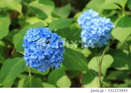 庭園咲く紫陽花 132153845
