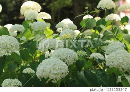 庭園咲く紫陽花 132153847