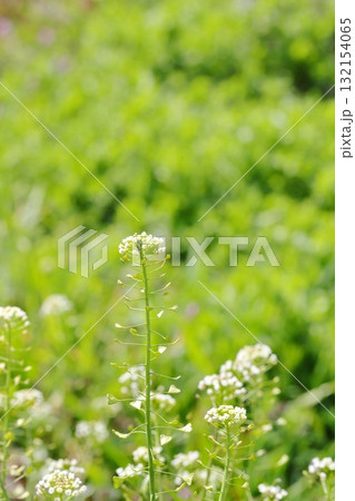 ナズナのクローズアップ　タテ位置 132154065