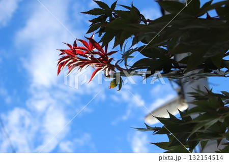 青空に映える、紅葉 132154514