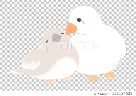 斑胸草雀，父母與孩子的鳥 132154522