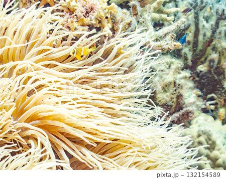 可愛いクマノミの一家。美しいサンゴ礁と熱帯魚の群れ。 沖縄県島尻郡慶良間諸島座間味島安室島-2025 132154589