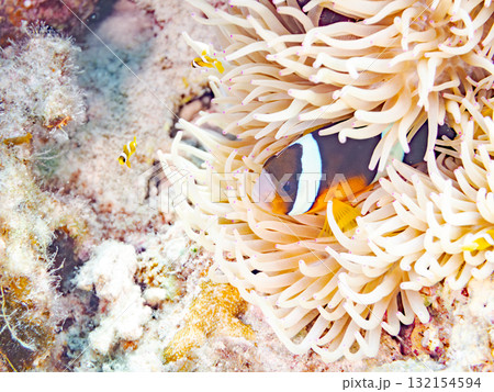 可愛いクマノミの一家。美しいサンゴ礁と熱帯魚の群れ。 沖縄県島尻郡慶良間諸島座間味島安室島-2025 132154594