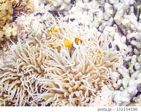 可愛いクマノミの一家。美しいサンゴ礁と熱帯魚の群れ。 沖縄県島尻郡慶良間諸島座間味島安室島-2025 可愛いクマノミの一家。美しいサンゴ礁と熱帯魚の群れ。 沖縄県島尻郡慶良間諸島座間味島安室島-2025 132154596