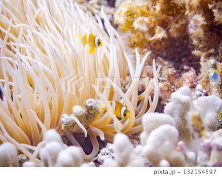 可愛いクマノミの一家。美しいサンゴ礁と熱帯魚の群れ。 沖縄県島尻郡慶良間諸島座間味島安室島-2025 132154597