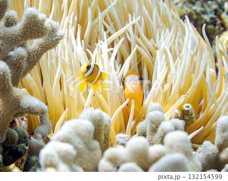 可愛いクマノミの一家。美しいサンゴ礁と熱帯魚の群れ。 沖縄県島尻郡慶良間諸島座間味島安室島-2025 132154599