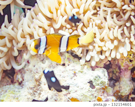 可愛いクマノミの一家。美しいサンゴ礁と熱帯魚の群れ。 沖縄県島尻郡慶良間諸島座間味島安室島-2025 132154601