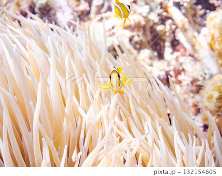 可愛いクマノミの一家。美しいサンゴ礁と熱帯魚の群れ。 沖縄県島尻郡慶良間諸島座間味島安室島-2025 可愛いクマノミの一家。美しいサンゴ礁と熱帯魚の群れ。 沖縄県島尻郡慶良間諸島座間味島安室島-2025 132154605