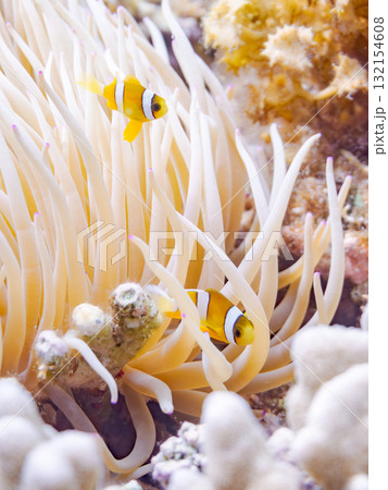 可愛いクマノミの一家。美しいサンゴ礁と熱帯魚の群れ。 沖縄県島尻郡慶良間諸島座間味島安室島-2025 132154608