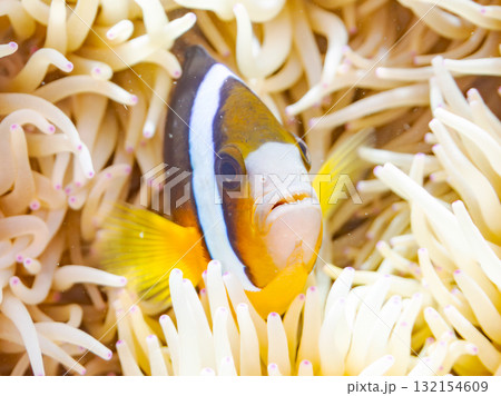 可愛いクマノミの一家。美しいサンゴ礁と熱帯魚の群れ。 沖縄県島尻郡慶良間諸島座間味島安室島-2025 可愛いクマノミの一家。美しいサンゴ礁と熱帯魚の群れ。 沖縄県島尻郡慶良間諸島座間味島安室島-2025 132154609