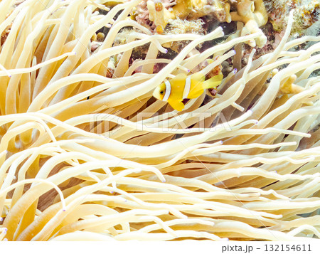 可愛いクマノミの一家。美しいサンゴ礁と熱帯魚の群れ。 沖縄県島尻郡慶良間諸島座間味島安室島-2025 132154611