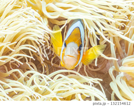 可愛いクマノミの一家。美しいサンゴ礁と熱帯魚の群れ。 沖縄県島尻郡慶良間諸島座間味島安室島-2025 可愛いクマノミの一家。美しいサンゴ礁と熱帯魚の群れ。 沖縄県島尻郡慶良間諸島座間味島安室島-2025 132154612