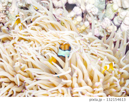 可愛いクマノミの一家。美しいサンゴ礁と熱帯魚の群れ。 沖縄県島尻郡慶良間諸島座間味島安室島-2025 可愛いクマノミの一家。美しいサンゴ礁と熱帯魚の群れ。 沖縄県島尻郡慶良間諸島座間味島安室島-2025 132154613