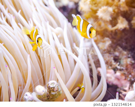 可愛いクマノミの一家。美しいサンゴ礁と熱帯魚の群れ。 沖縄県島尻郡慶良間諸島座間味島安室島-2025 132154614