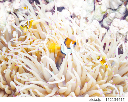 可愛いクマノミの一家。美しいサンゴ礁と熱帯魚の群れ。 沖縄県島尻郡慶良間諸島座間味島安室島-2025 132154615