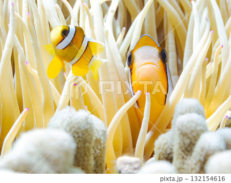 可愛いクマノミの一家。美しいサンゴ礁と熱帯魚の群れ。 沖縄県島尻郡慶良間諸島座間味島安室島-2025 可愛いクマノミの一家。美しいサンゴ礁と熱帯魚の群れ。 沖縄県島尻郡慶良間諸島座間味島安室島-2025 132154616