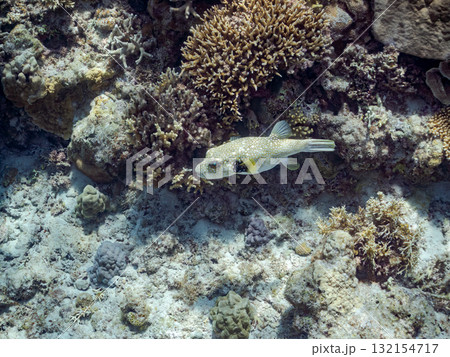 サザナミフグ。美しいサンゴ礁と熱帯魚の群れ。 沖縄県島尻郡慶良間諸島座間味島安室島-2025 サザナミフグ。美しいサンゴ礁と熱帯魚の群れ。 沖縄県島尻郡慶良間諸島座間味島安室島-2025 132154717