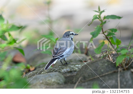 珍しい黄色交じりのハクキレイ 珍しい黄色交じりのハクキレイ 132154755
