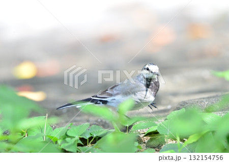 珍しい黄色交じりのハクキレイ 珍しい黄色交じりのハクキレイ 132154756