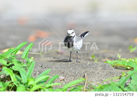 珍しい黄色交じりのハクキレイ 珍しい黄色交じりのハクキレイ 132154759