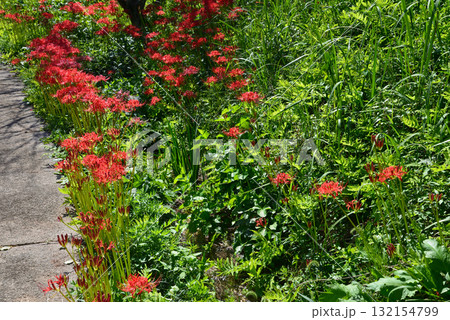 蓑沢(みのざわ)彼岸花公園　＃35 132154799