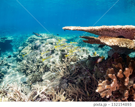 アカヒメジ他の群れ。美しいサンゴ礁と熱帯魚の群れ。 沖縄県島尻郡慶良間諸島座間味島安室島-2025 132154893