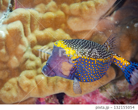 クロハコフグほか。美しいサンゴ礁と熱帯魚の群れ。 沖縄県島尻郡慶良間諸島座間味島安室島-2025 132155054