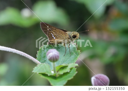 秋の庭に咲く紫色のダンギクの花の蜜を吸うイチモンジセセリ蝶 132155350