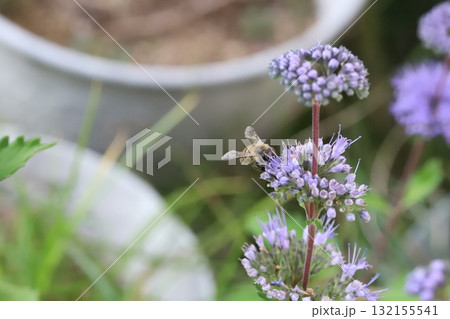 秋の庭に咲く紫色のダンギクの花の蜜を吸うミツバチ 秋の庭に咲く紫色のダンギクの花の蜜を吸うミツバチ 132155541