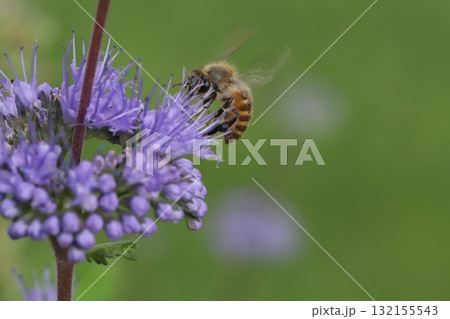 秋の庭に咲く紫色のダンギクの花の蜜を吸うミツバチ 132155543