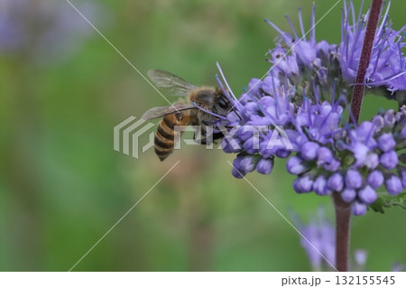 秋の庭に咲く紫色のダンギクの花の蜜を吸うミツバチ 132155545