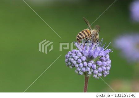 秋の庭に咲く紫色のダンギクの花の蜜を吸うミツバチ 132155546