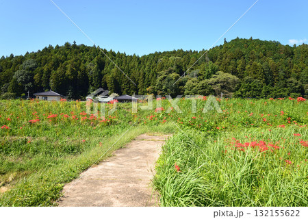 蓑沢(みのざわ)彼岸花公園 2025-9-27　＃44 132155622