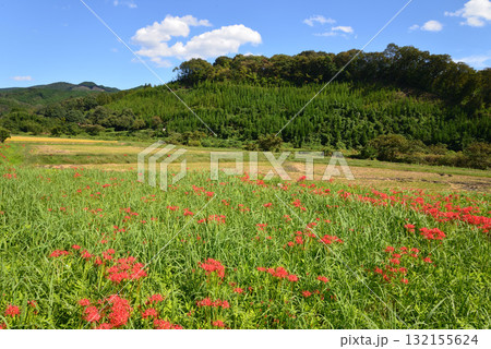 蓑沢(みのざわ)彼岸花公園 2025-9-27　＃46 132155624