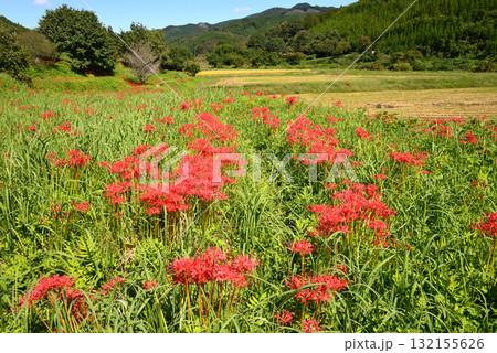 蓑沢(みのざわ)彼岸花公園 2025-9-27　＃47 132155626