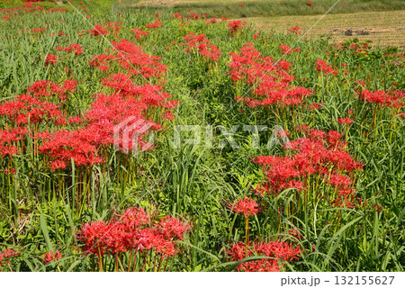 蓑沢(みのざわ)彼岸花公園 2025-9-27　＃48 132155627