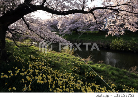 水仙と満開の太平川の桜並木 水仙と満開の太平川の桜並木 132155752