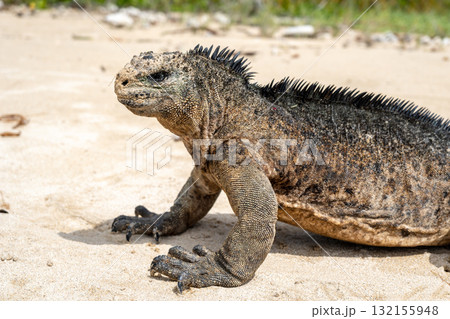 Marine iguana on the sandy shores of Isabela Island, Galapagos Archipelago, Ecuador 132155948