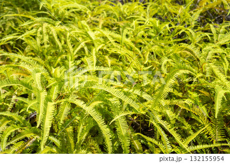 Lush green ferns in the Marquesas Islands, French Polynesia Lush green ferns in the Marquesas Islands, French Polynesia 132155954